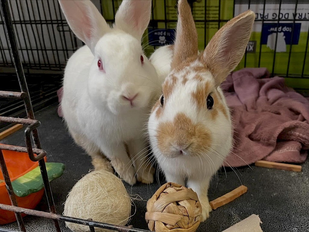 Available Rabbits |