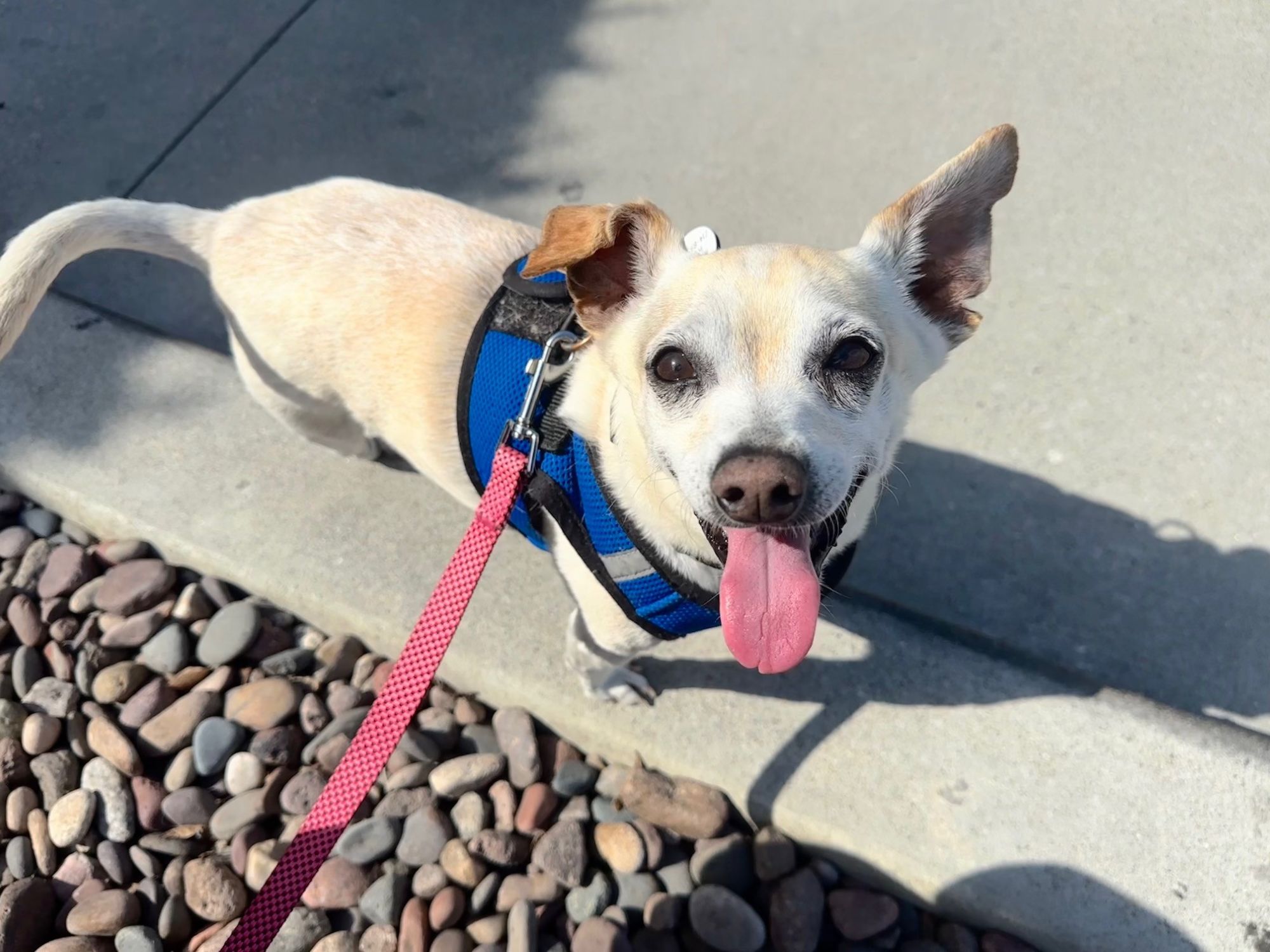 /site/assets/files/5311/cassidy_happy_tail_5_1_26.jpg