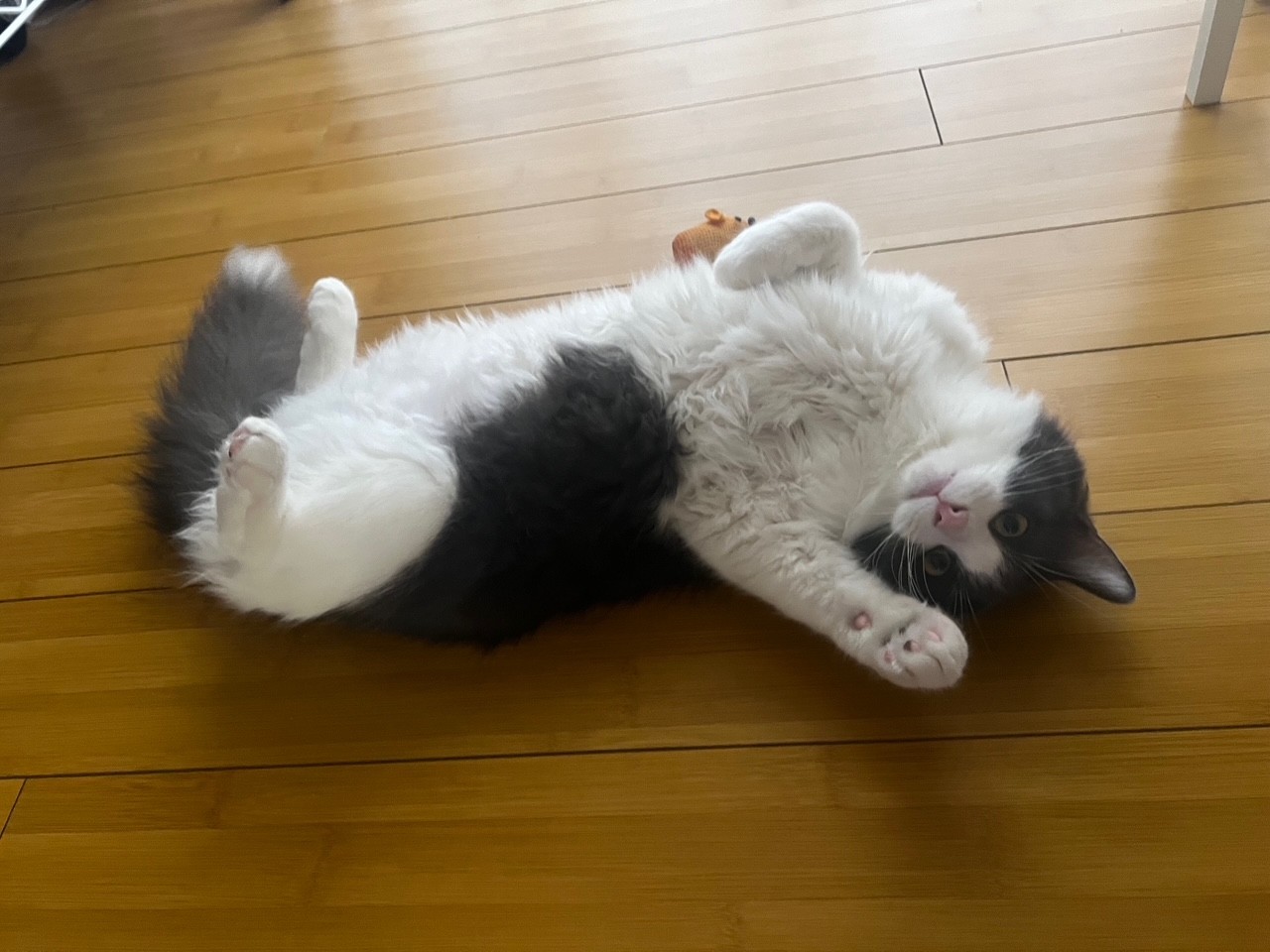 /site/assets/files/5321/leon_happy_tail_2_4_30_26.jpg