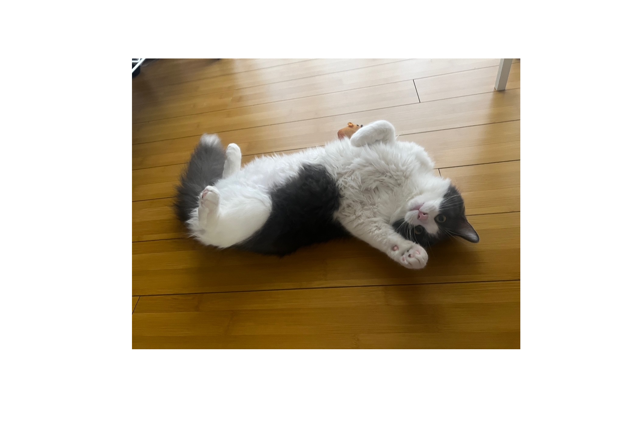 /site/assets/files/5321/leon_happy_tail_2_cropped_4_30_26-1.png