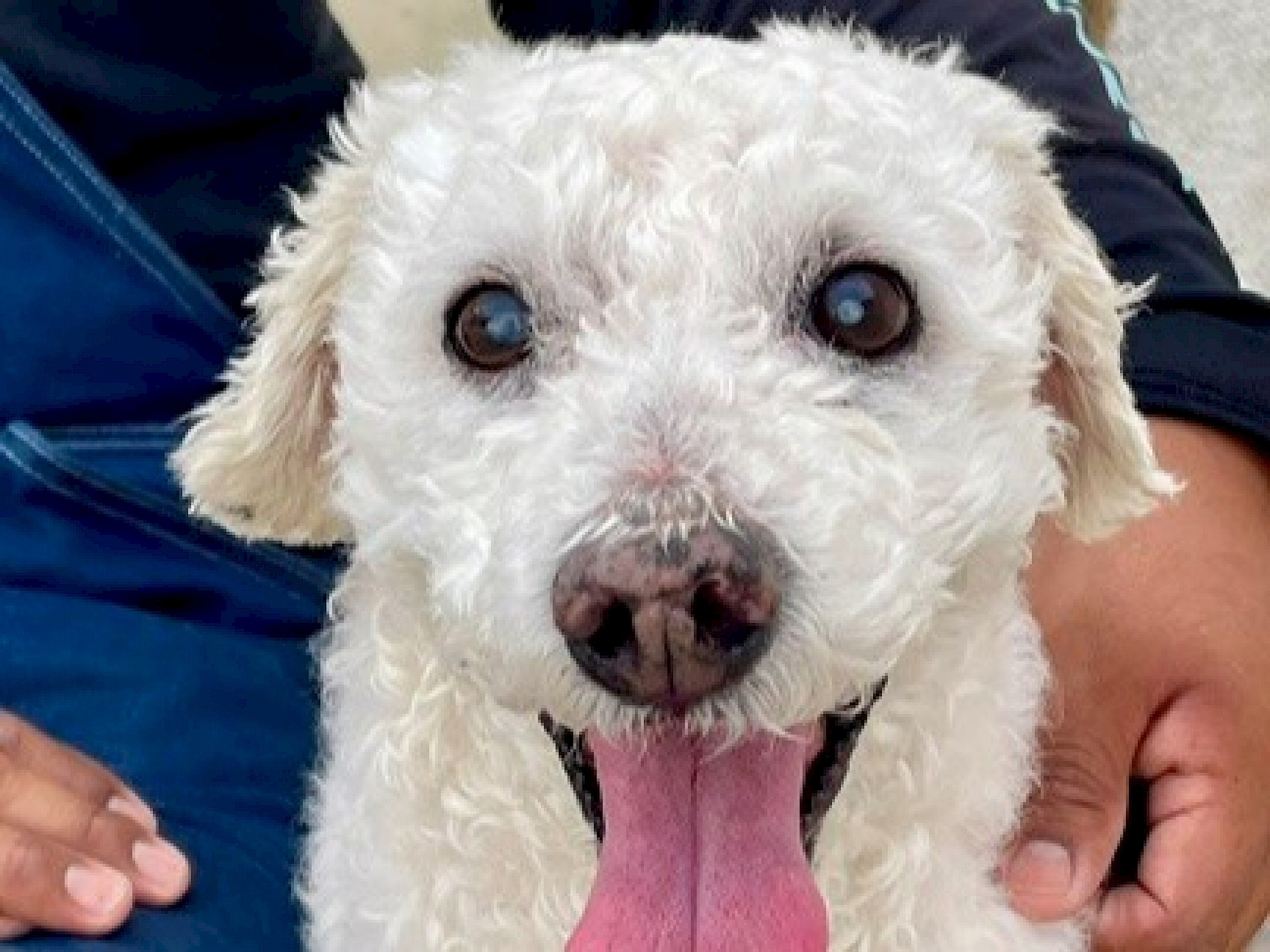 Maltipoo