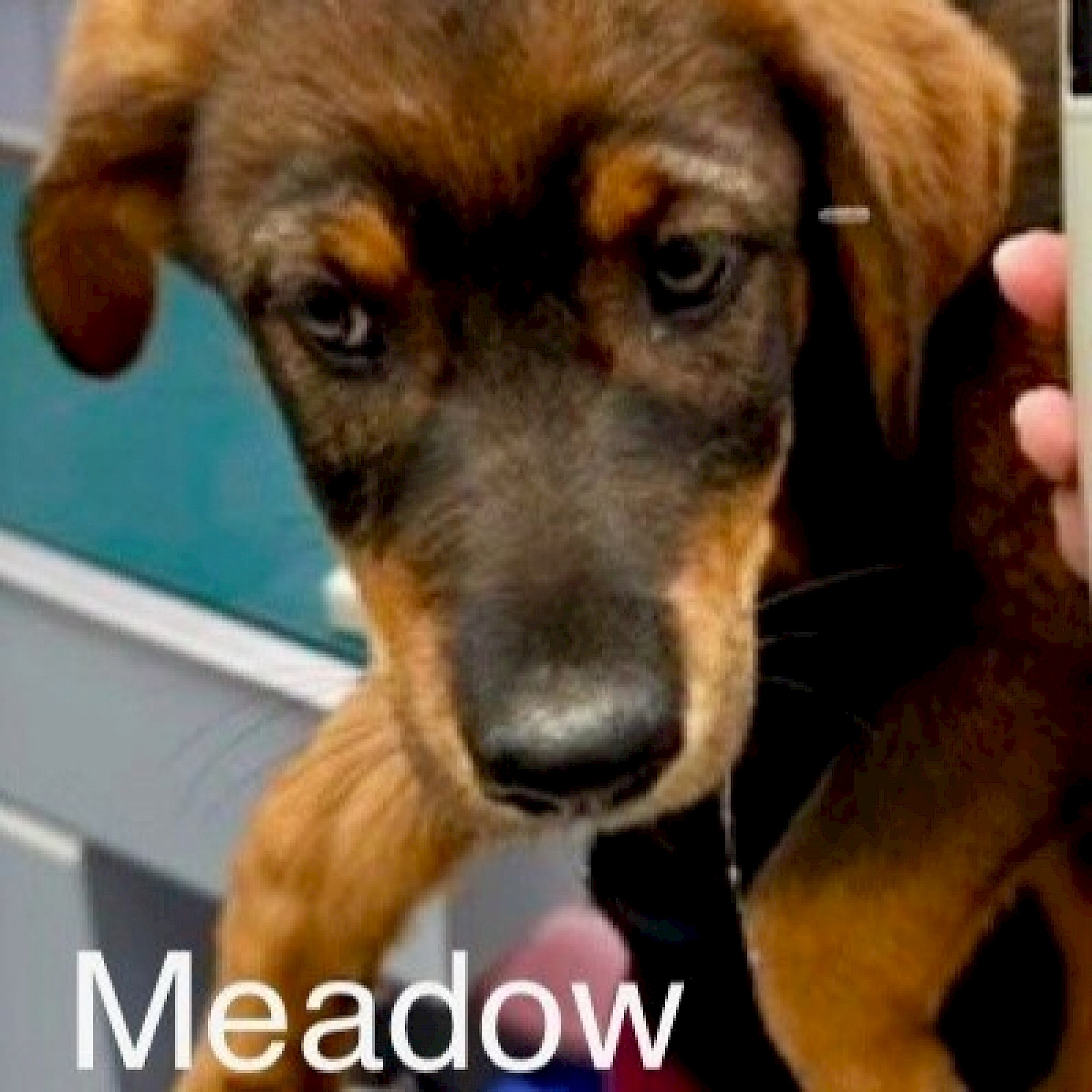 Meadow