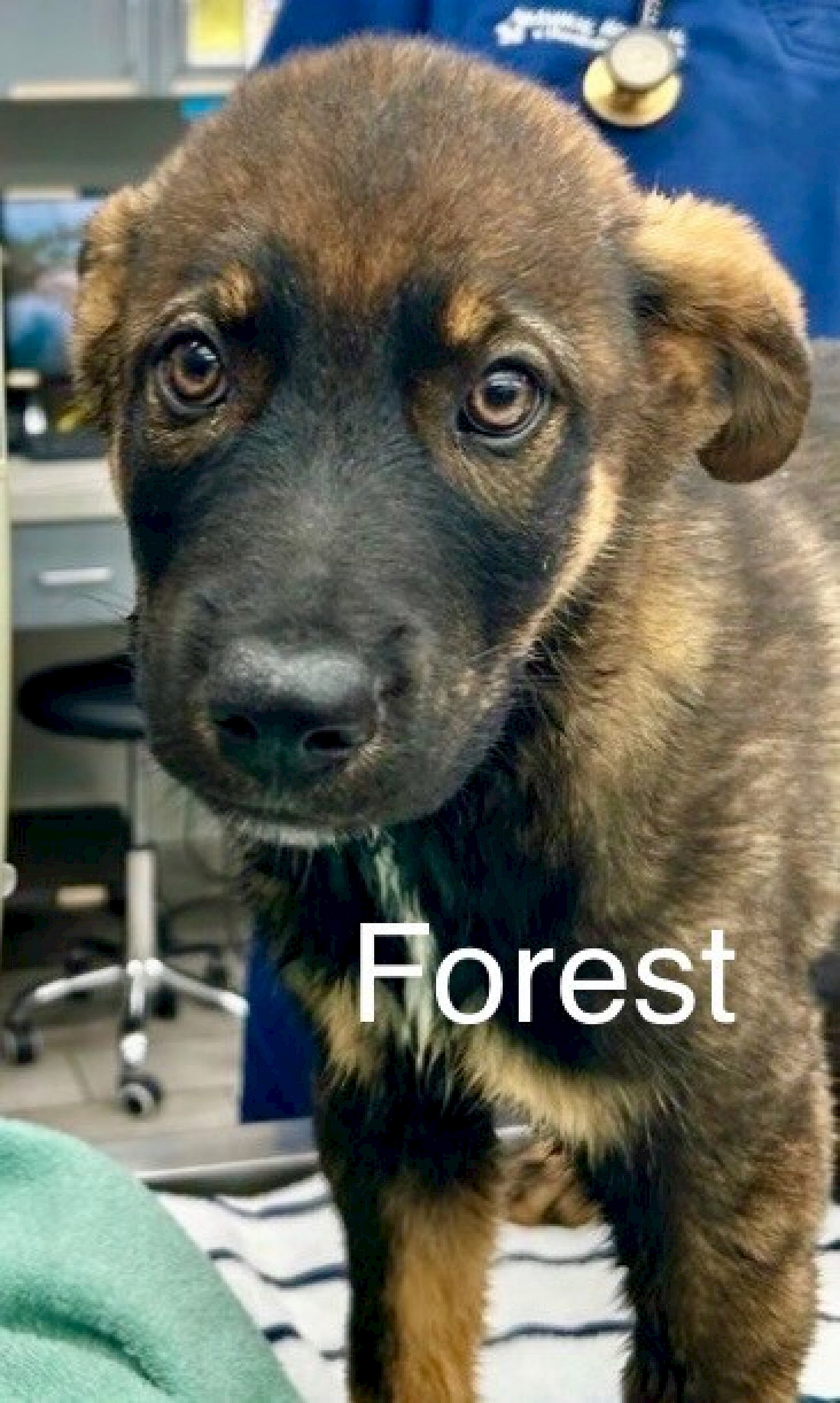 Forest