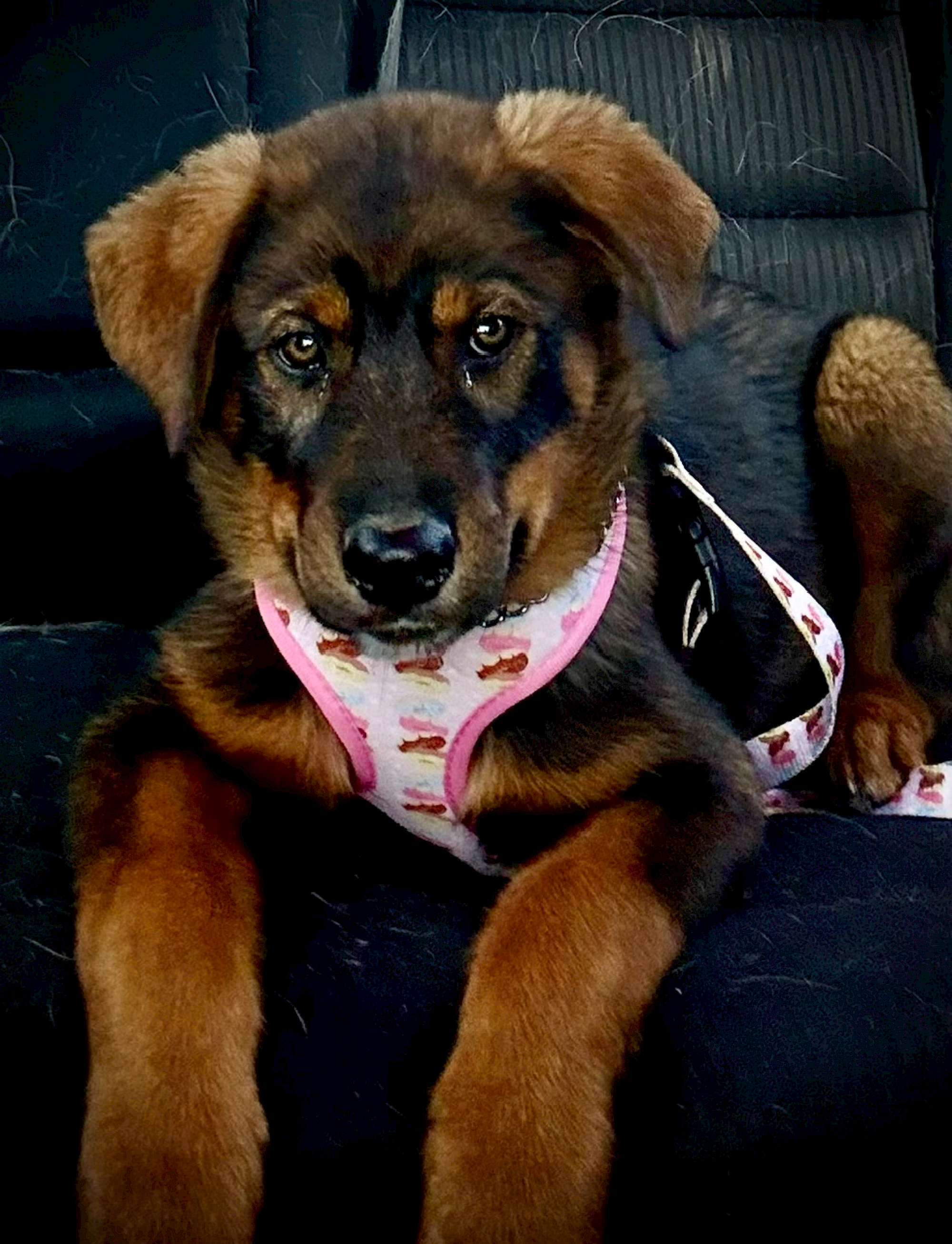German Shepherd