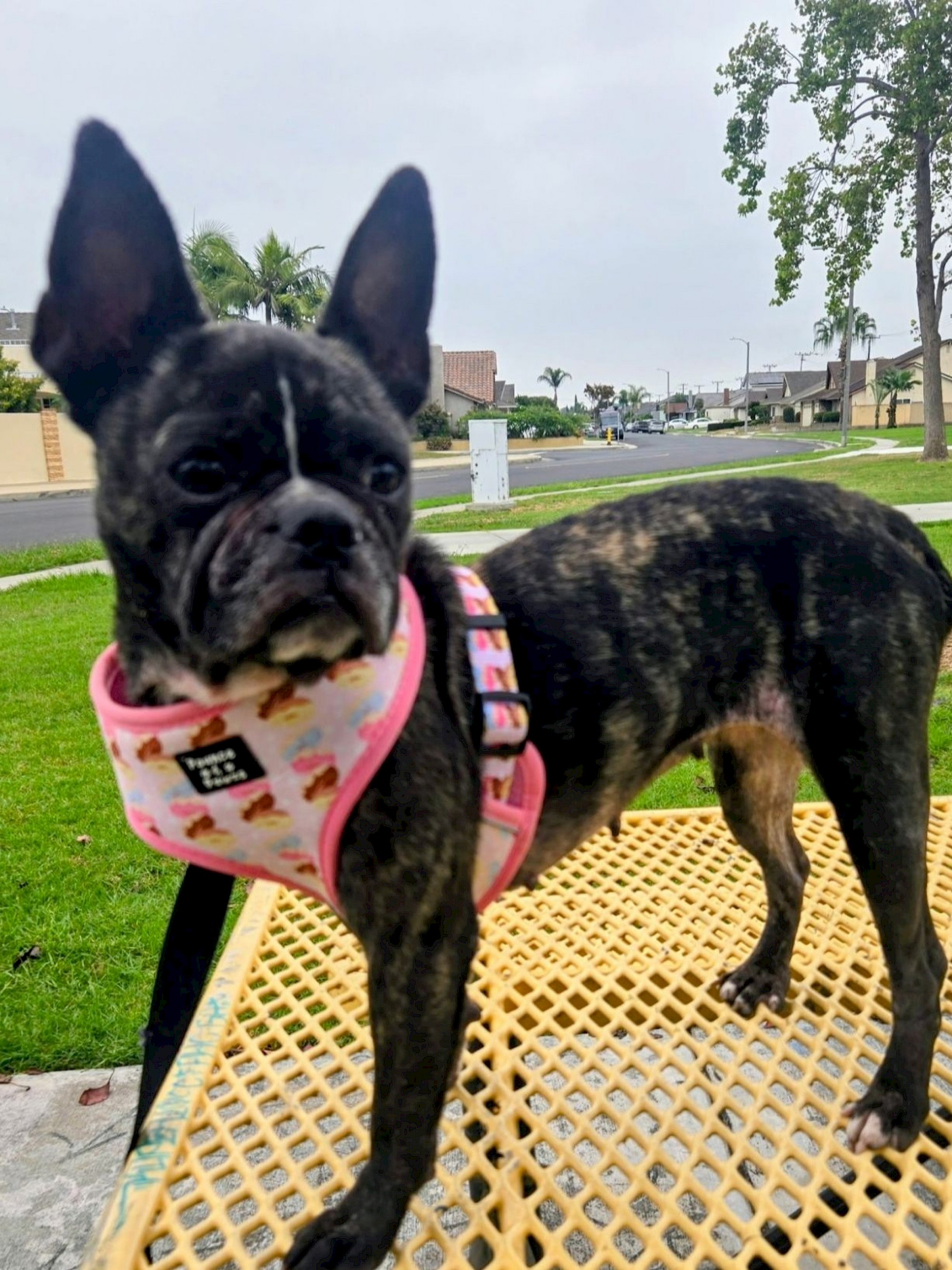 Terrier