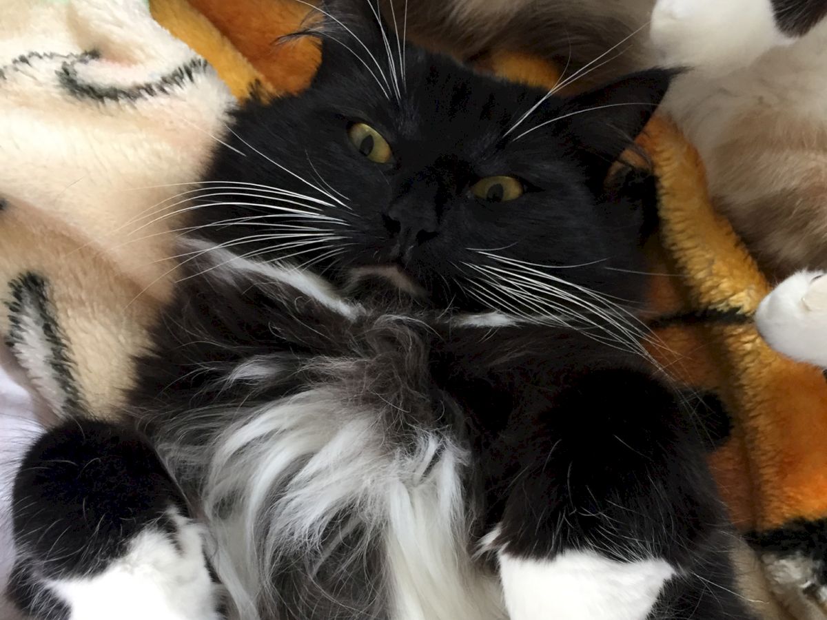 A fluffy black and white cat lying on its back, paws up, looking relaxed among colorful blankets.