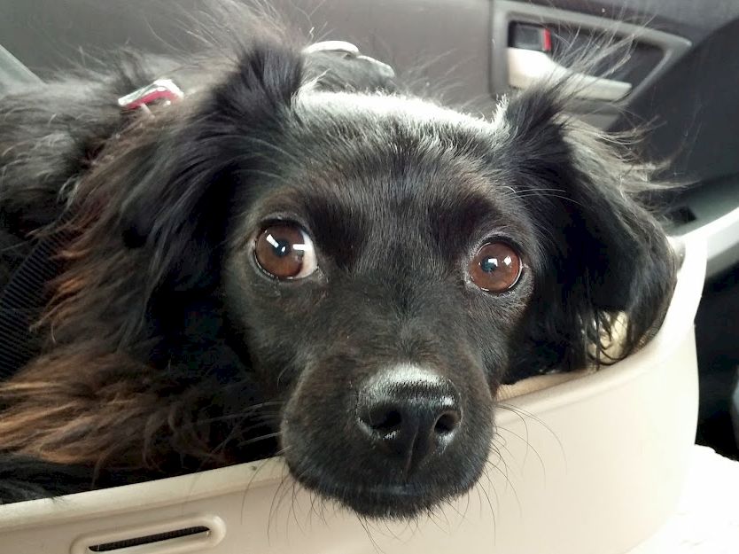 A small dog with dark fur resting in a car seat, looking at the camera with big, soulful eyes, cute ears perked up.