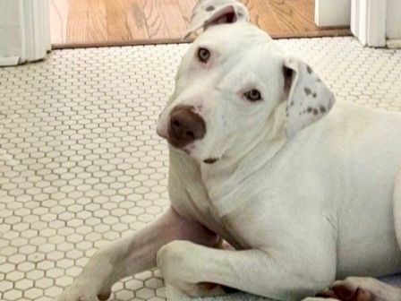 A white dog with brown spots lies on a patio, looking alert and holding one paw up while resting.
