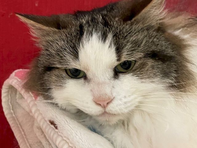 A fluffy cat with a white face and grey-brown markings, lounging on a pink towel against a red background.