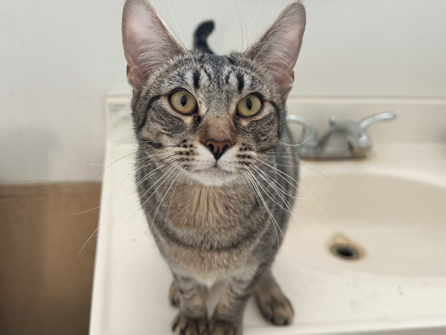A curious tabby cat sits on a bathroom sink, looking up with wide yellow eyes and perky ears, in a white-tiled setting.