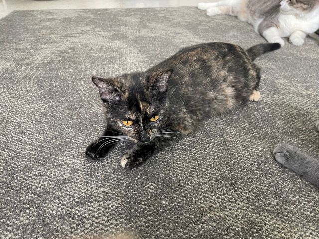A tortoiseshell cat crouches on a textured rug, eyes forward, front paws tucked under, with another cat lying nearby in the background.