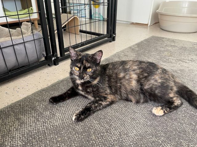 A tortoiseshell cat lies on a gray rug near a black dog crate, indoors, with a light-colored bed in the background.
