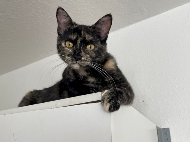 A curious tortoiseshell cat peeks over a white ledge, paws resting as it gazes down.