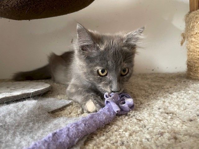A gray kitten lies on carpet, gripping a purple toy with bright eyes, under a cat tree perch.