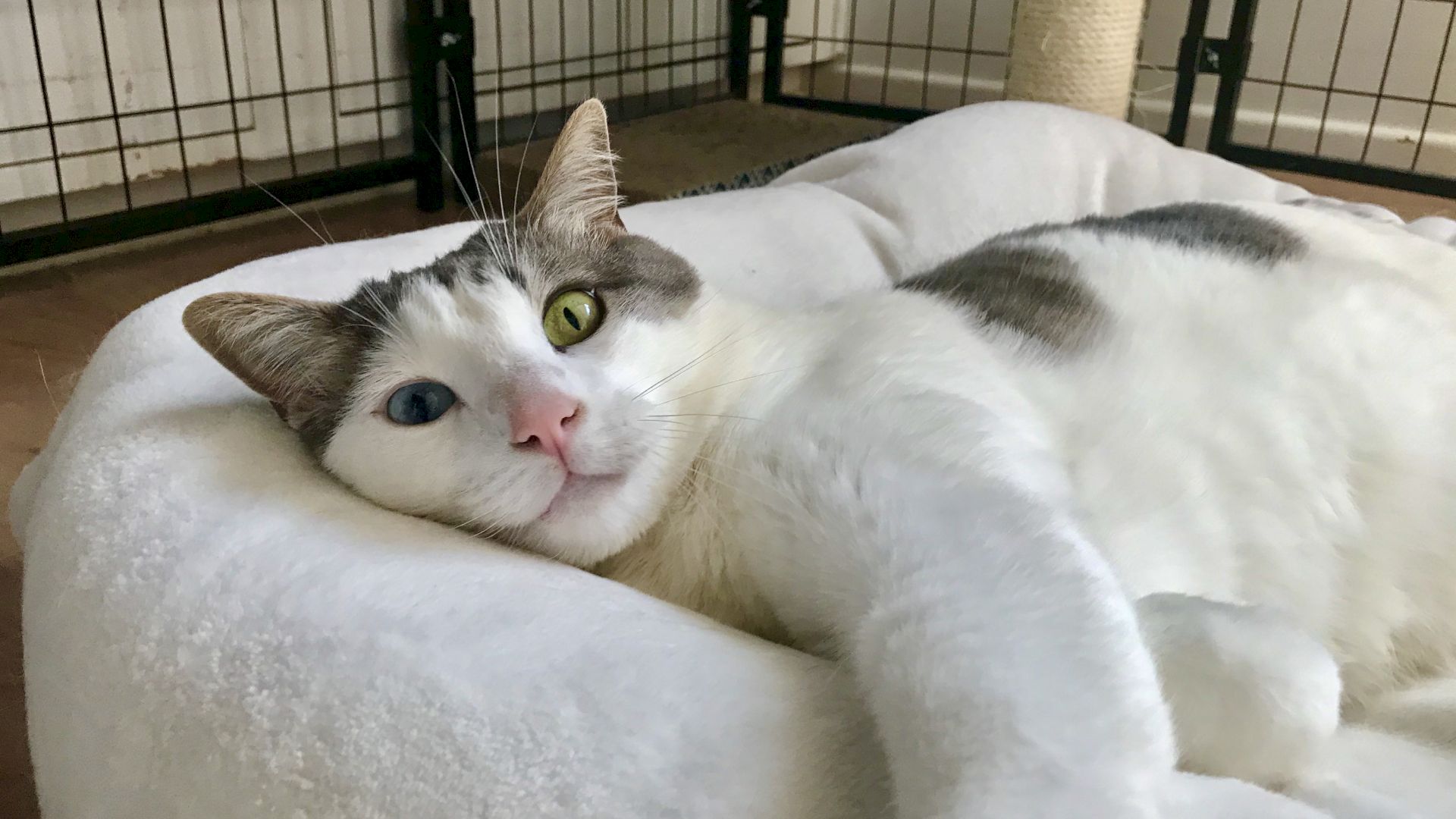 A relaxed white and gray cat lounging on a fluffy bed inside a playpen, one bright blue eye and one green eye giving a curious look.