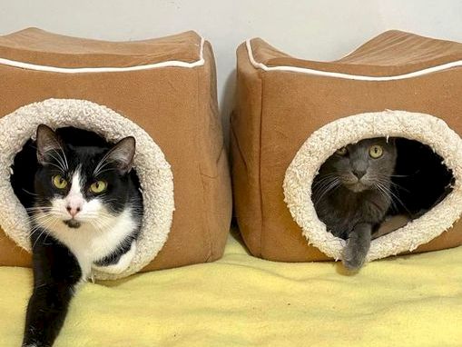 Two cats peek out from round, teddy-lined cubby beds on a blanket, facing opposite directions.