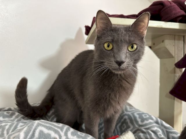 A gray cat with bright yellow eyes lounges on a bed, looking curiously at the camera with a serious face.