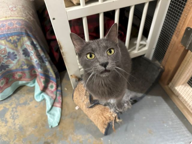 A gray cat with bright yellow eyes peeks out from under a white bed frame, surrounded by blankets and furniture.