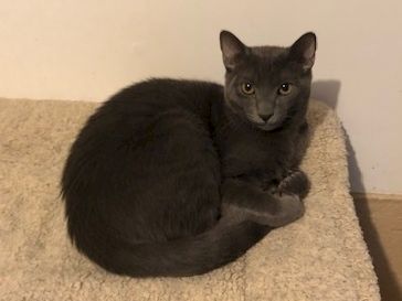 A gray cat curled up on a soft beige cushion, resting calmly with its paws tucked close.