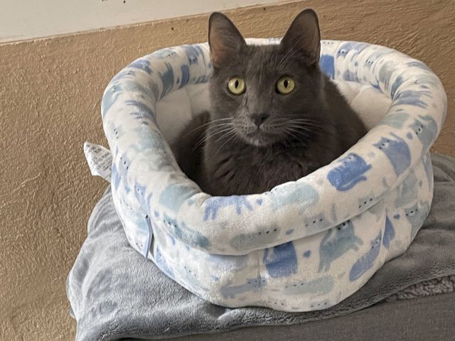 A gray cat with bright yellow eyes curled up in a blue-and-white pet bed, looking straight at the camera.