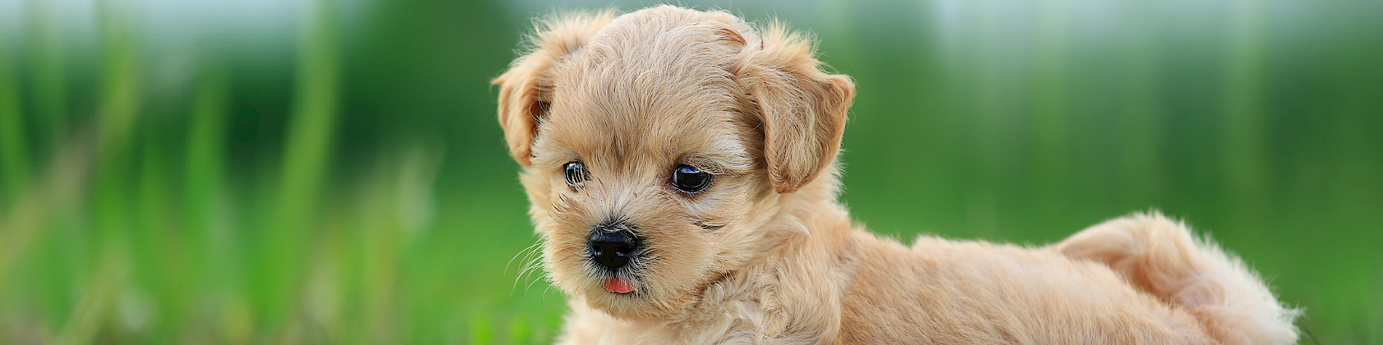 A fluffy tan puppy lying on green grass, outdoors, with a blurred natural background.