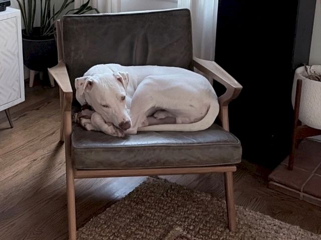 A white dog is curled up asleep on a cushioned chair in a living room.