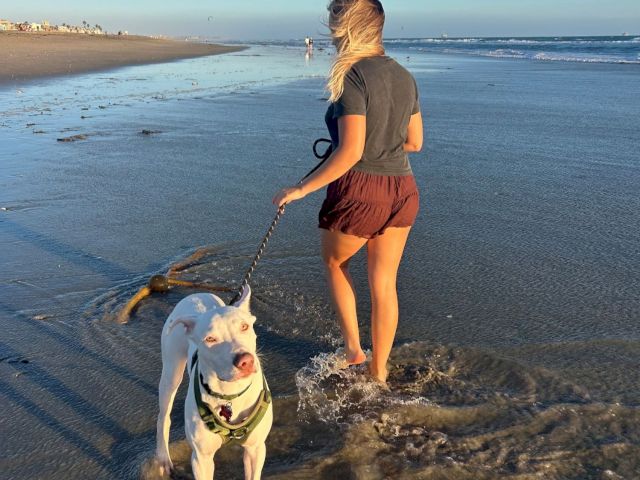 A blonde woman walks a white dog along the shoreline, leash in hand, as waves splash around their feet.