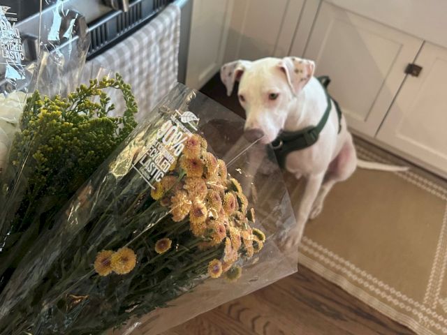 A white dog with a green collar watches while surrounded by wrapped bunches of yellow flowers and greenery.