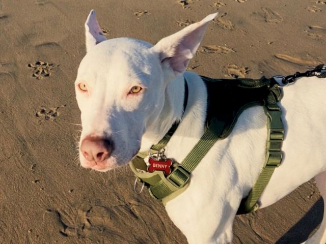 A white dog wearing a green harness with a &ldquo;BENNY&rdquo; tag trots on sandy ground, ears up and alert.