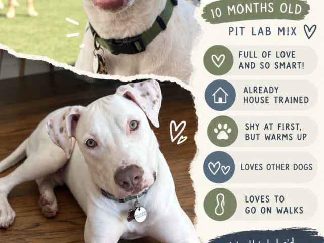 A sweet 10‑month pit-lab mix pup named Benny Blanco is house trained, loves dogs, and needs an active forever family.