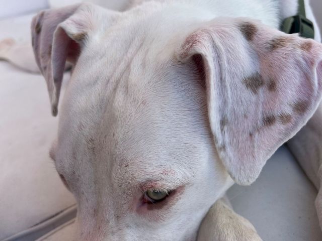 A sleepy white dog with floppy ears lies on a light surface wearing a dark green harness.