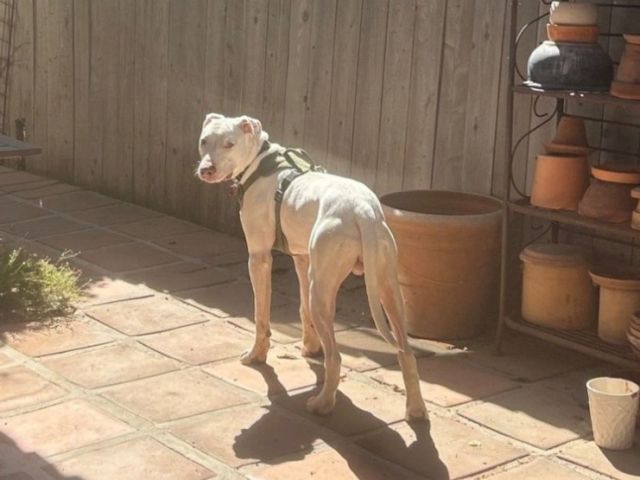 A white pit bull&ndash;type dog stands on a patio beside pots and a little bucket in the sun.