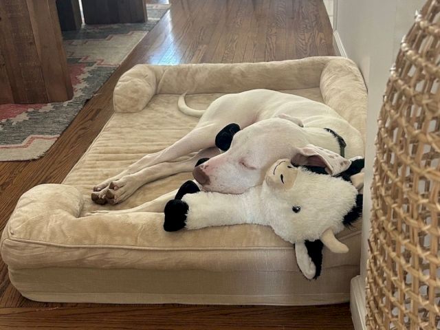 A cream dog lounges on a couch, cuddling a plush toy, belly-up and relaxed.