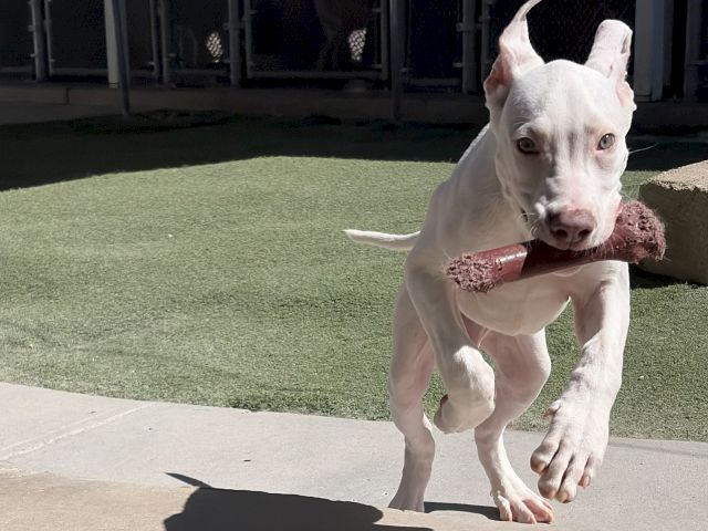 Animal Assistance League of Orange County