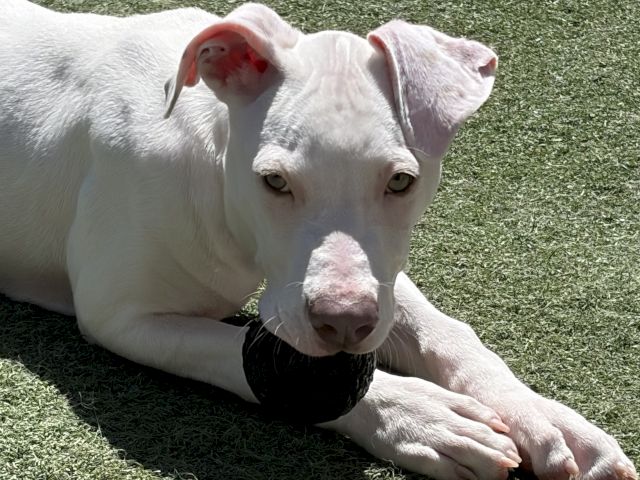 A white dog lies on green grass with its ears back, gazing at the camera in bright sunlight.