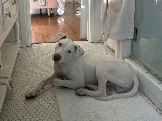 A white dog lounges on a gray rug by the doorway, stretching out and looking relaxed at home.