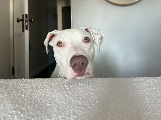 A white puppy peeks over a gray carpet, with big curious eyes staring from indoors.