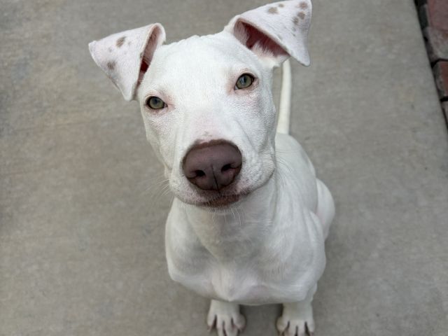 A close-up of a white dog staring up with big ears and a curious expression on a gray floor.