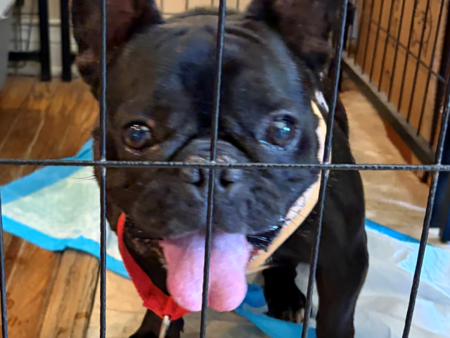 A black dog in a cage/kennel, close to the bars, wearing a red collar, sitting on a blue pad.
