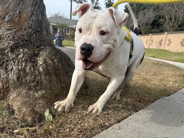 A strong white pit bull mix on a leash investigates a tree by the sidewalk, tongue out, enjoying a stroll and sunshine.