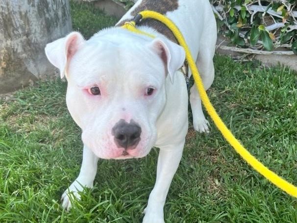 A white pit bull with a yellow leash stands on grass by a tree, looking at the camera with a calm expression.