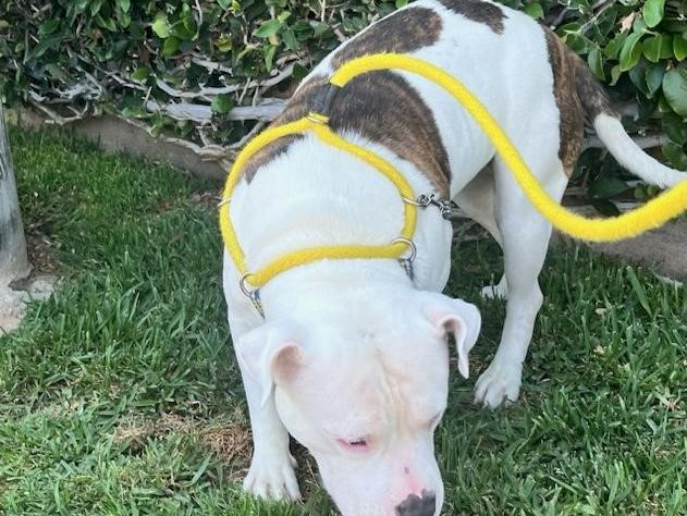A white and brindle dog wearing a bright yellow harness on the grass, sniffing the ground.