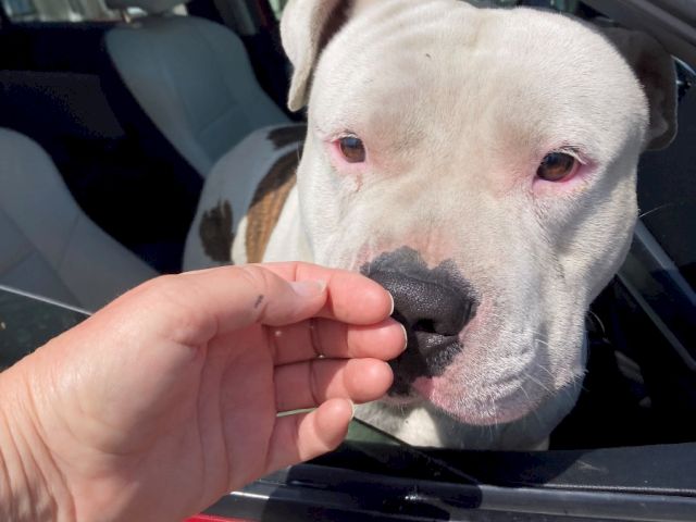 A white pit bull sits in a red car window, snagging a treat from a hand. Cute, calm moment during a snack break.