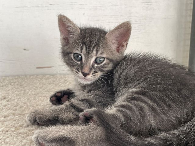 A tiny gray tabby kitten with blue eyes rests on a blanket, looking up curiously.