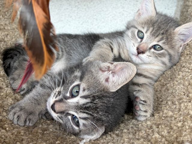 A group of gray tabby kittens snuggle together on a soft blanket, eyes open and cozy.
