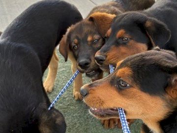 A group of five small puppies are outside on a patio, sitting on grass while one wears a blue rope leash.