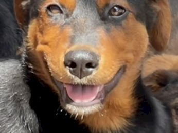 A close-up of a smiling Rottweiler mix dog with tan-and-black fur and droopy ears, looking at the camera.