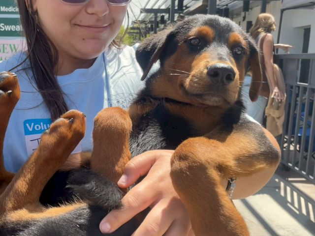 A woman smiles while holding a Rottweiler&rsquo;s face and paws in the sunshine at what looks like an outdoor kennel or adoption area.