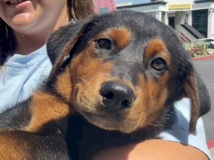A smiling person cuddles a Rottweiler puppy outdoors in front of stores, soaking up the sunshine.