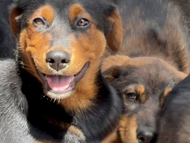 A happy mother dog cuddles her tiny puppies close up, with warm sunlight on their faces.